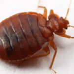 Bed Bugs Removal Niagara treatment by Exemplar Pest Solutions
